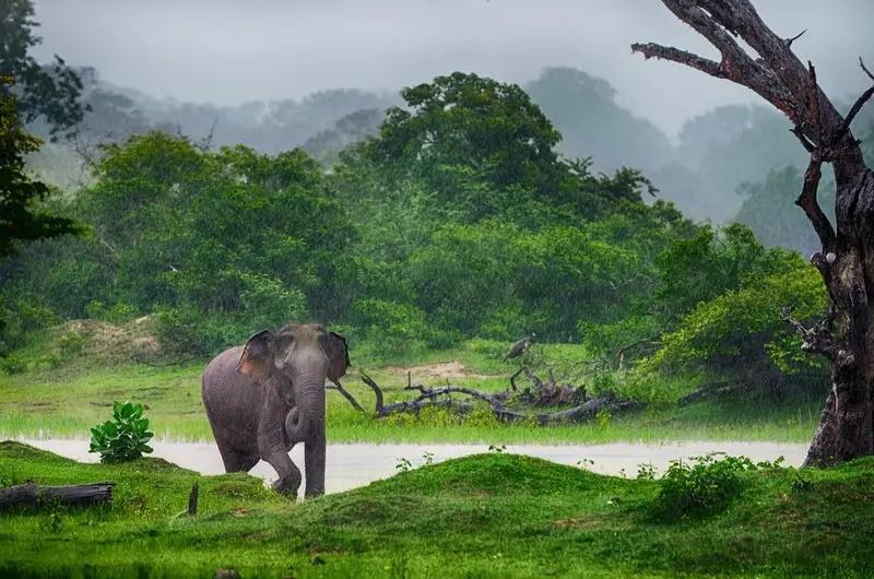 گلبرگ تور سریلانکا با پرواز مستقیم