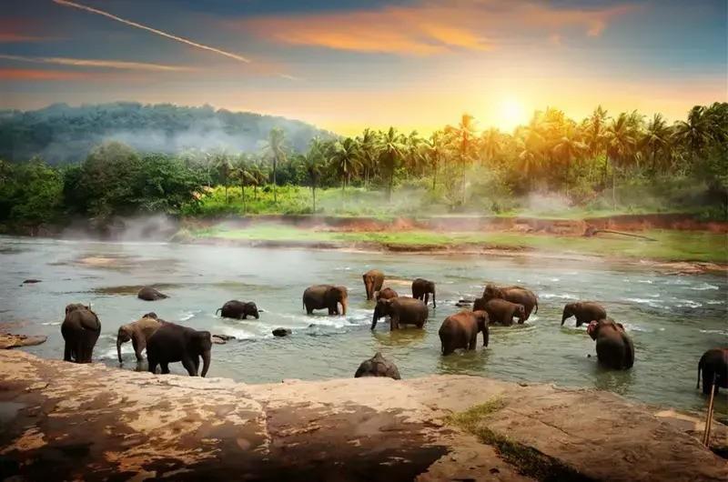 گلبرگ تور لحظه آخری سریلانکا